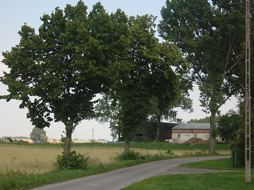 Drzewa