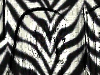 Zebra !!!