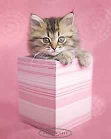 =^..^= Kotek =^..^=