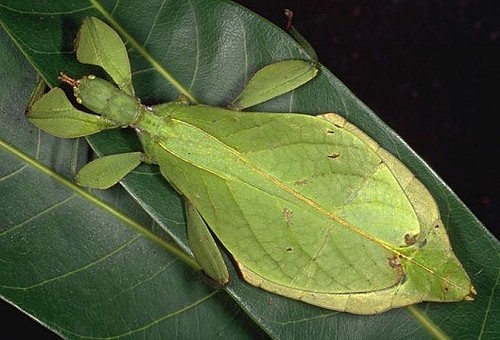 liciec jesienny
