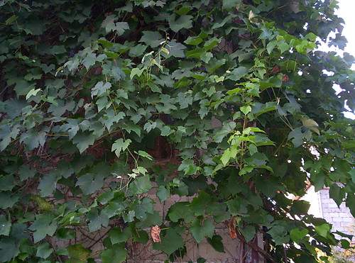 Winogronowa ciana 