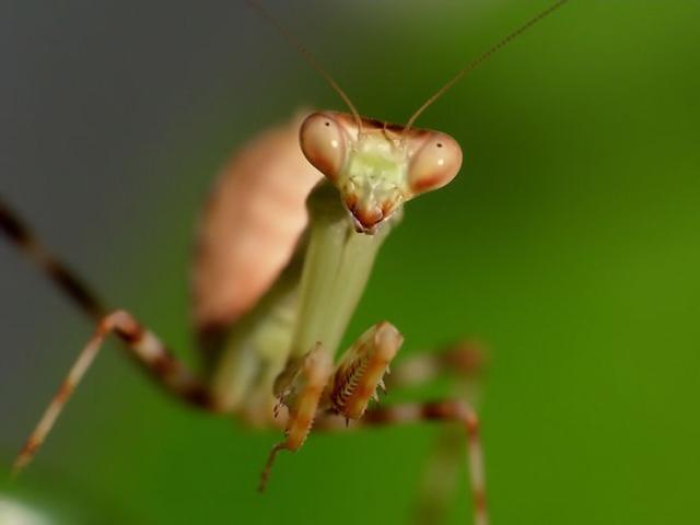 Pnigomantis medioconstricta