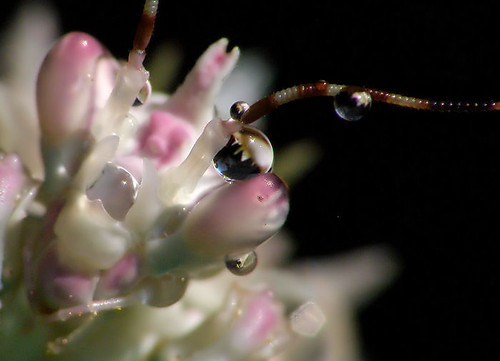 Pseudocreobrotra wahlbergii