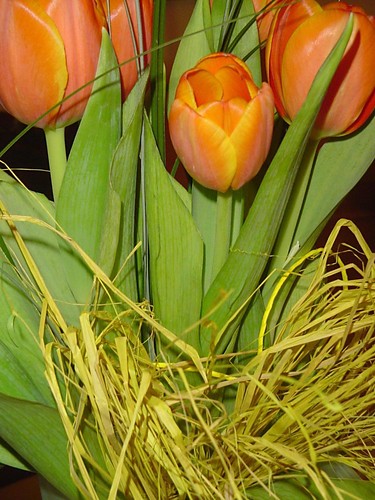 Tulipany