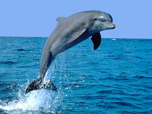 Delfinek:P