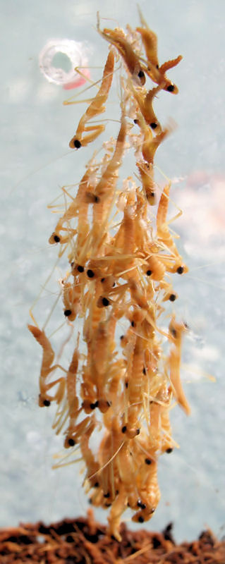 Wylg Sphodromantis