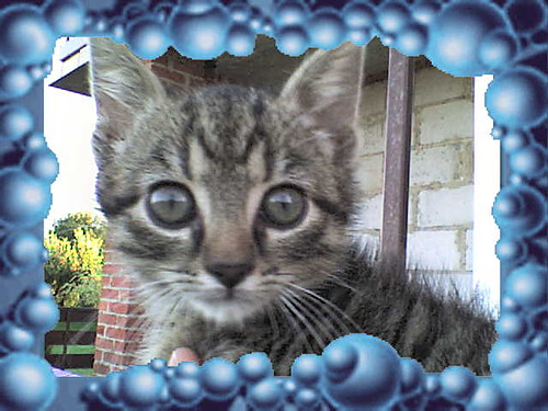 Mj kiciu:)