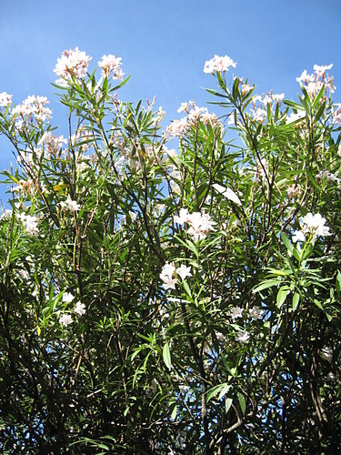 biay oleander