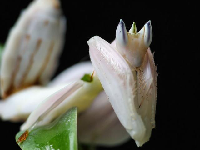 Hymenopus coronatus