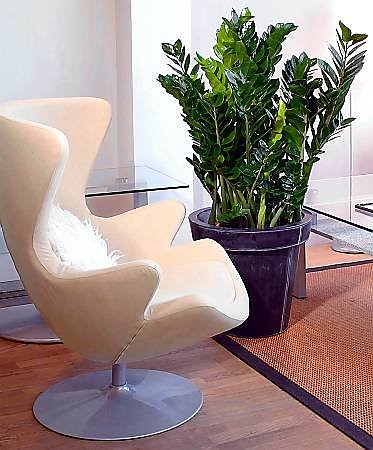 Zamioculcas