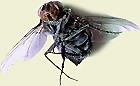 Padnita xP