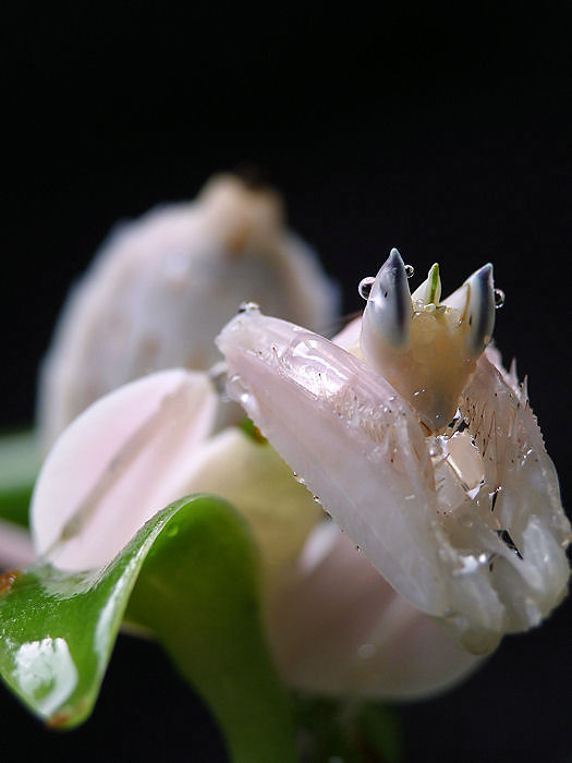 Hymenopus coronatus