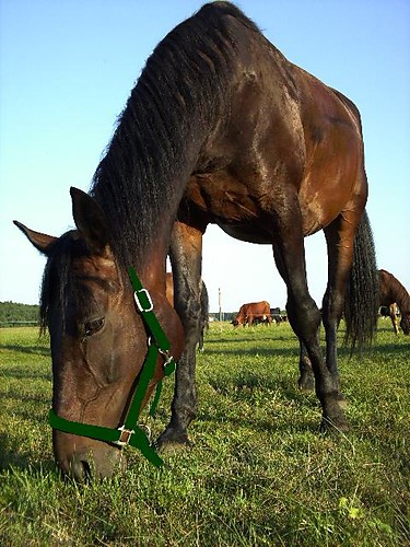 Kratka