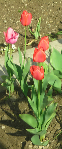 Tulipany