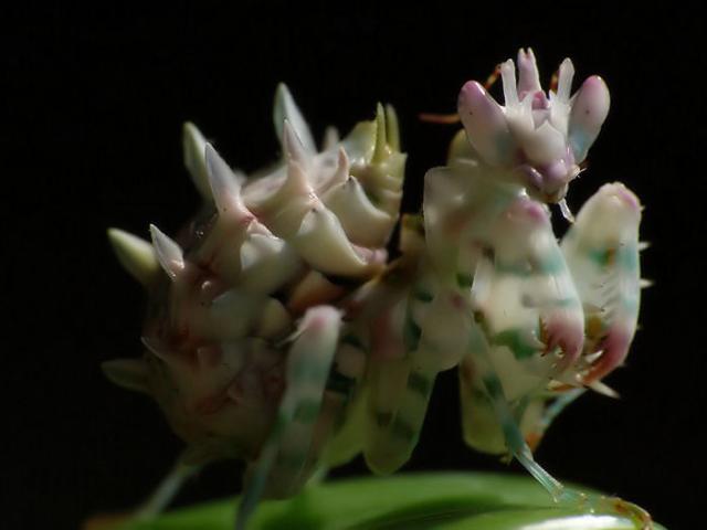 Pseudocreobrotra wahlbergii