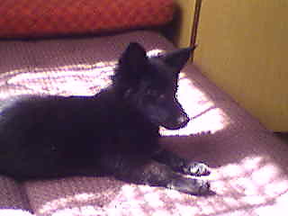  dghdfchcsdgrtvd