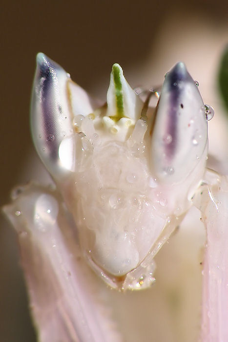 Hymenopus coronatus