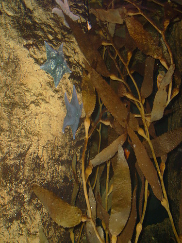 New York Aquarium