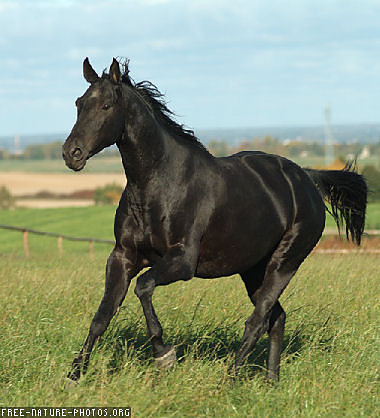 kOnik.;p