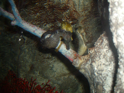 New York Aquarium