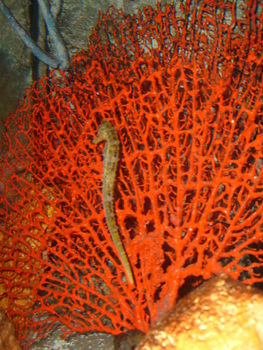 New York Aquarium