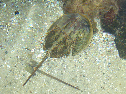 New York Aquarium