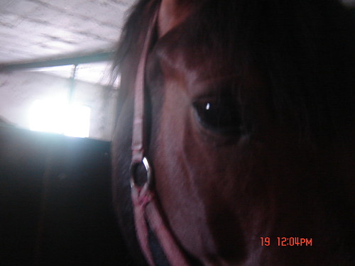 Tofik ;(
