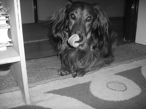 PieSiO:**