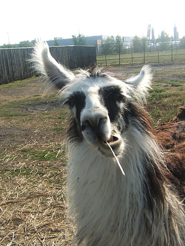 Madame from Zamosc's ZOO ^^