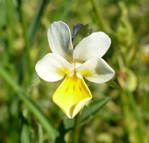 Prawie jak orchidea