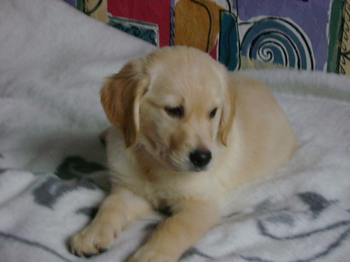 Bruno