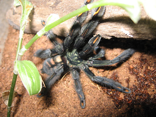 Irminia L7