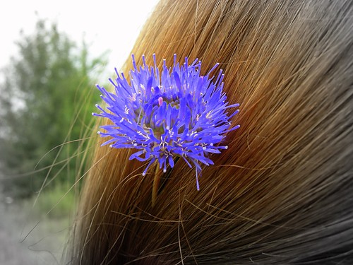 Kornblume