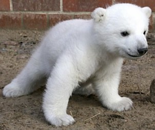 knut
