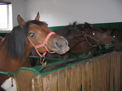 ~~ Konik ;) ! ~~