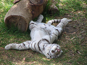 Tygrys Bengalski