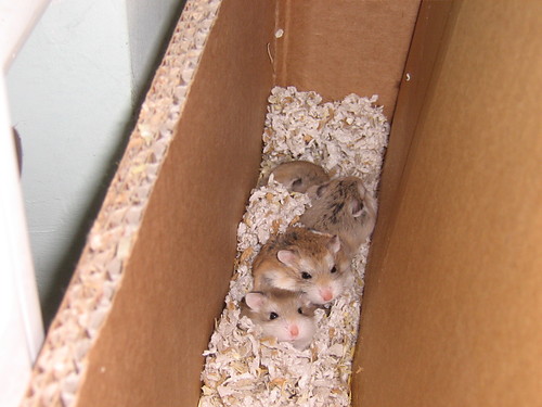 Chomiki