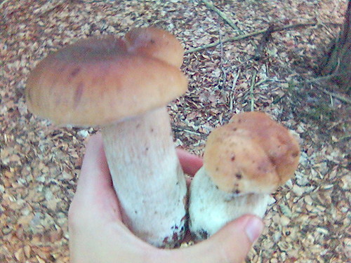 muszrums on da moczkowo