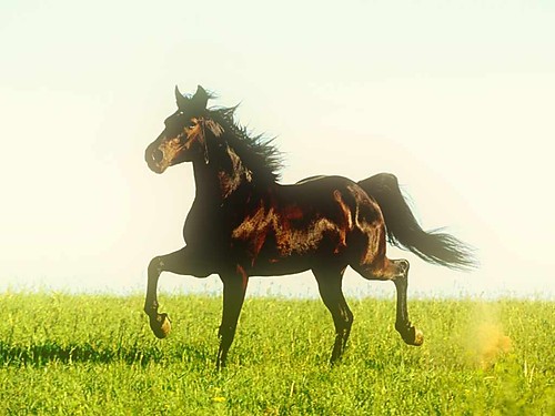 Wpis horseblack