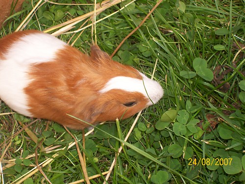 WINKA