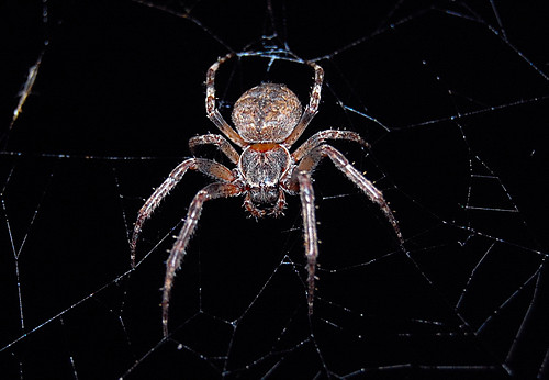 Spider's web...