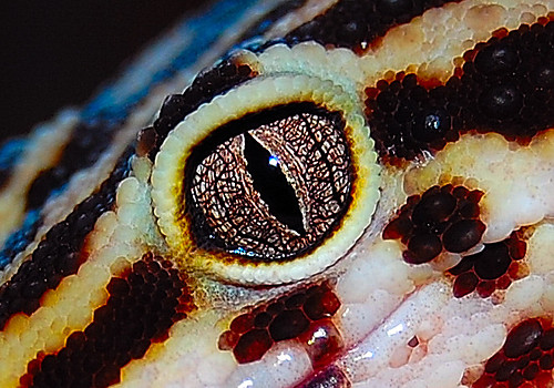 Gek