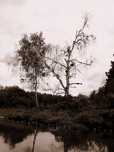 ...death trees...