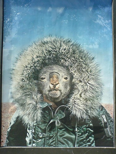 Mj przyjaciel Koala:)