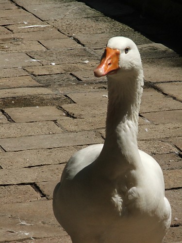 pan kaczorek / pani kaczorkowa