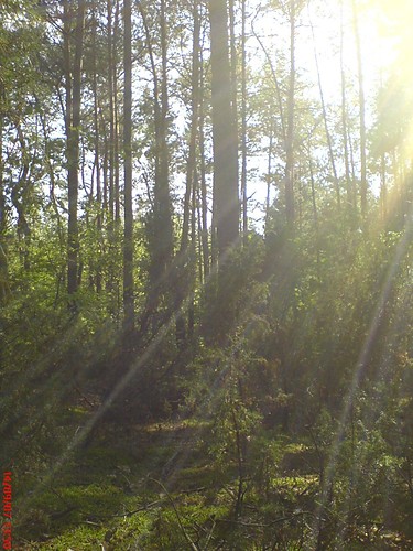Shine..