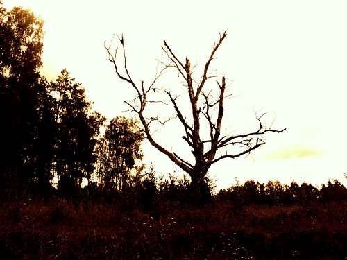 ...death trees...