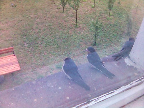 Wpis eagamgirlio