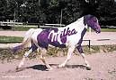 KONIK