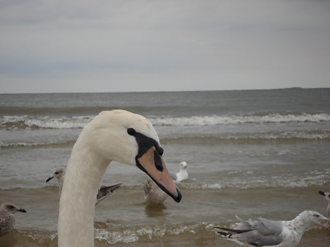 [][]morze...[][]